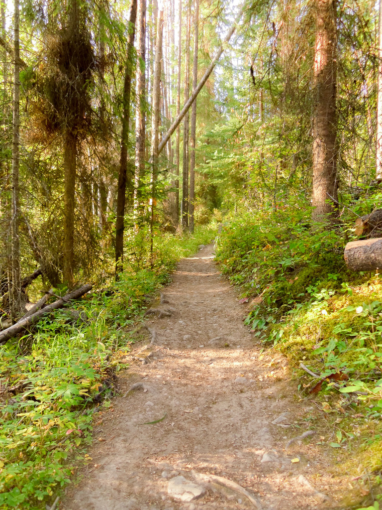 A well-traversed hiking trail in the woods.