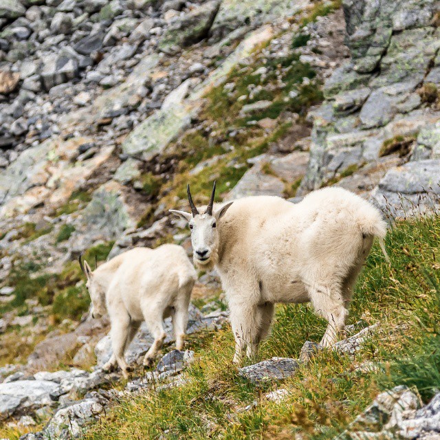 Two mountain goats traverse a rocky terrain.