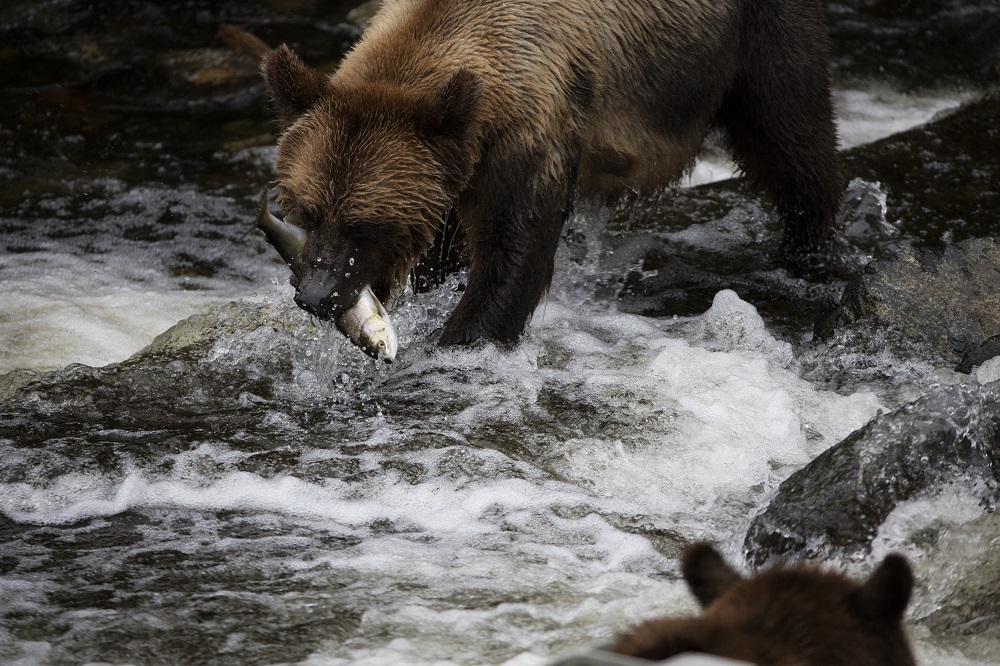 A Grizzly bear catching a salmon at Knight Inlet. 