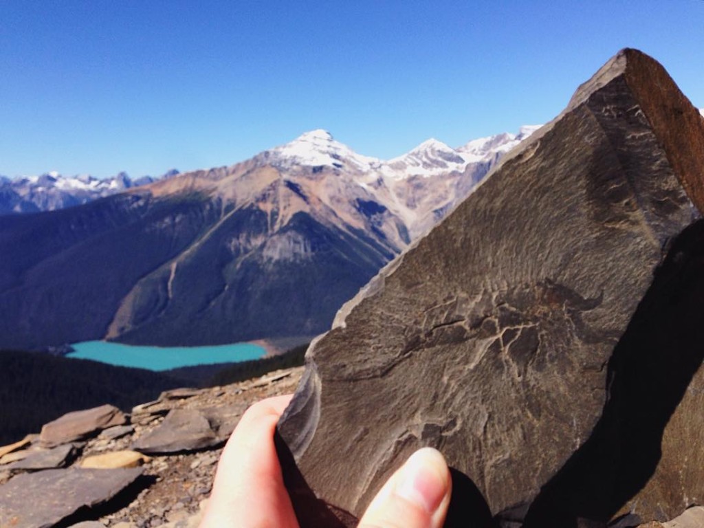 A 505 million year-old fossil in Yoho National Park's Burgess Shale. Photo: @meeshull via Instagram