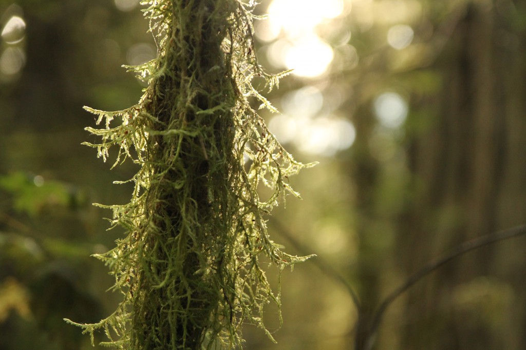 A small tree trunk covered in moss.