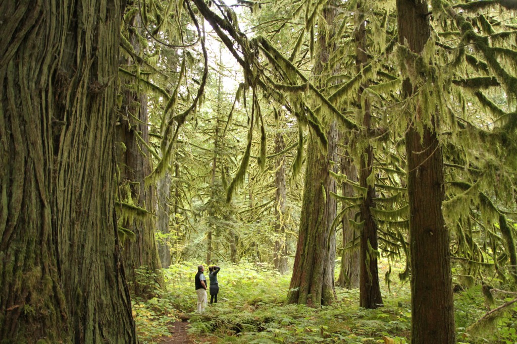 Hikers travel down a path lined with moss-covered trees.