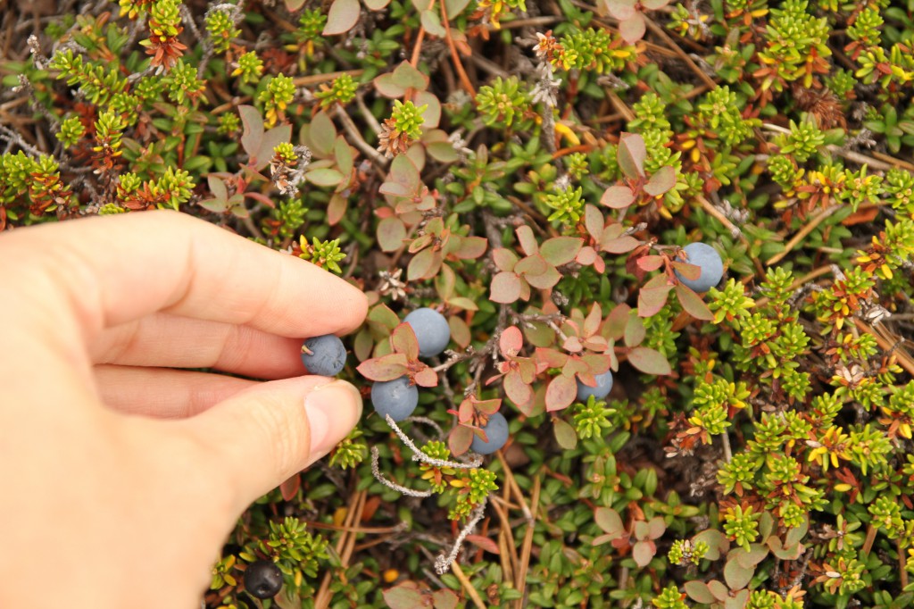 A hand picks blueberries from a bush.