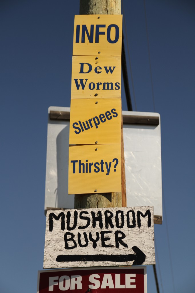 Signs posted on a traffic pole that read “Info, Dew, Worms, Slurpees, Thirsty?, Mushroom Buyer, and For Sale”.