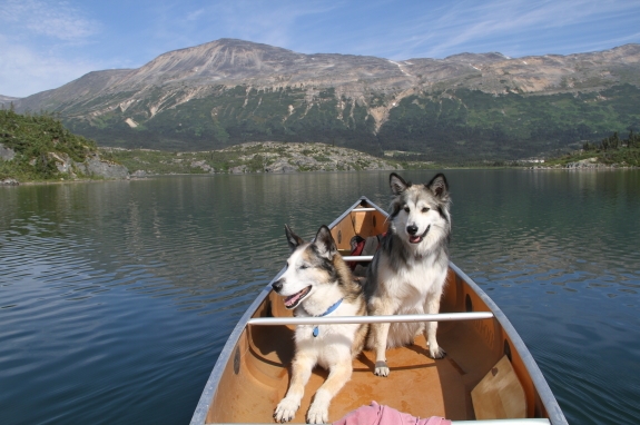 Two dogs sitting in the front of a canoe.