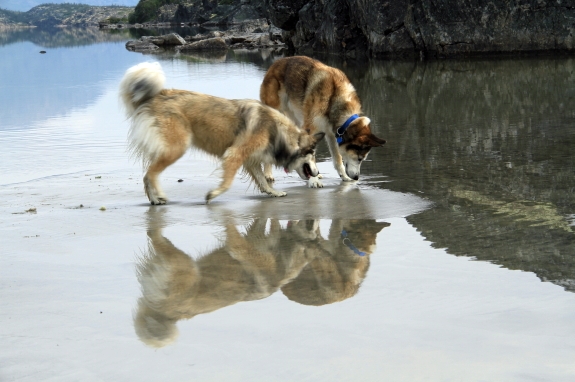 Two dogs walk through shallow water on a beach.