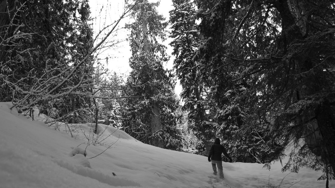 Snowshoeing in the Ancient Forest. Photo: Carolyn Ibis