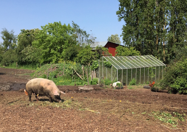 A pig playing in the dirt next to a barn on a farm alongside the Lochside Regional Trail.