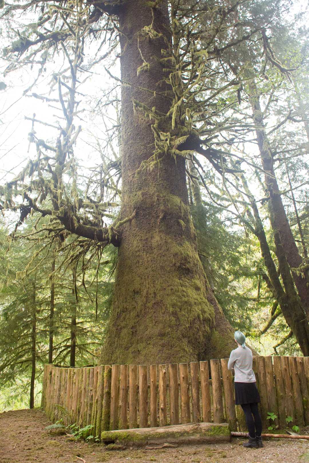 The Harris Sitka Spruce, found on the road from Port Renfrew to Lake Cowichan, on Vancouver Island