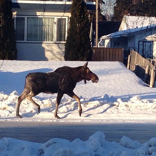 A moose walking down a city street in Prince George 