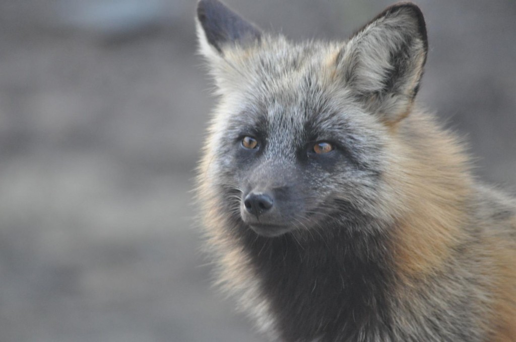 Close up of a fox in Prince George. 