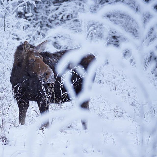 A moose in the frost in Northern BC. 