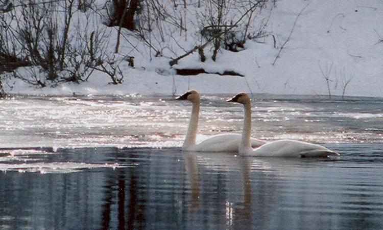 Two swans swimming on Crooked River near Prince George. 