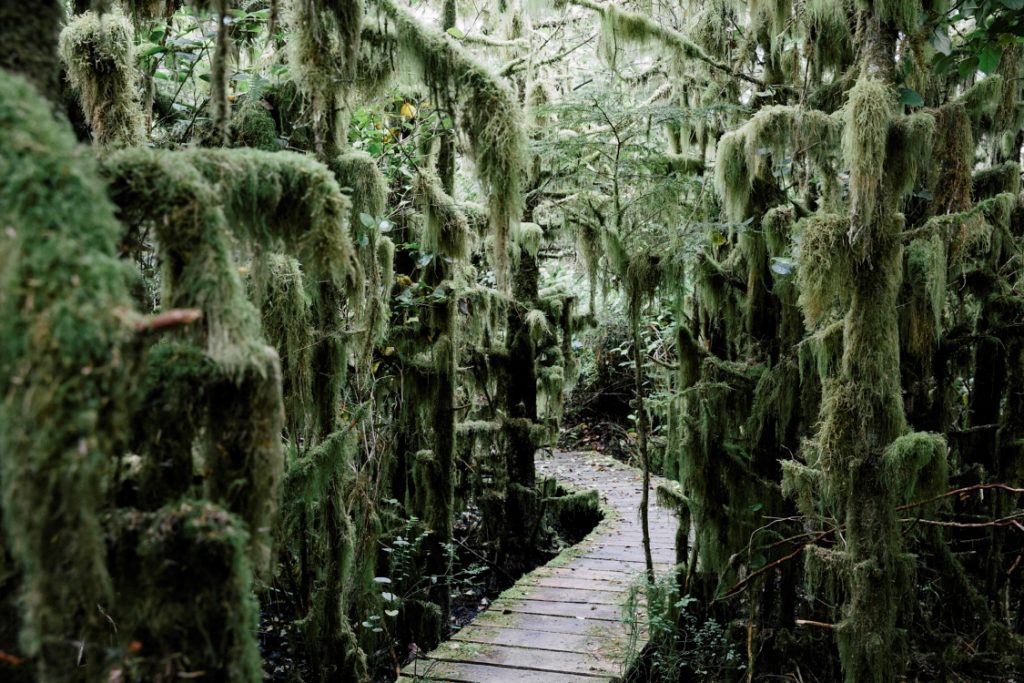 A boardwalk winding into a moss covered forest.