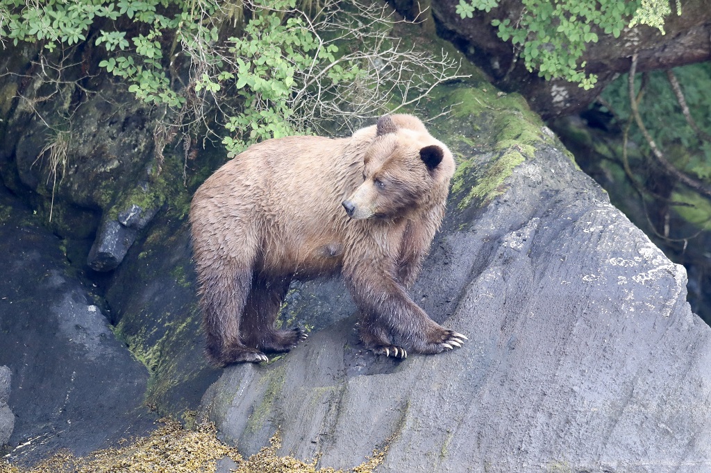 A mother grizzly bear looks back on her cubs in the Khutzeymateen. 