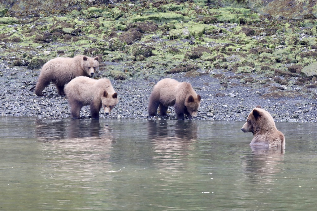 A sow goes for a dip while her three cubs look on. 