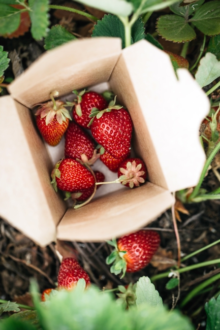 A cardboard box of freshly-picked strawberries.