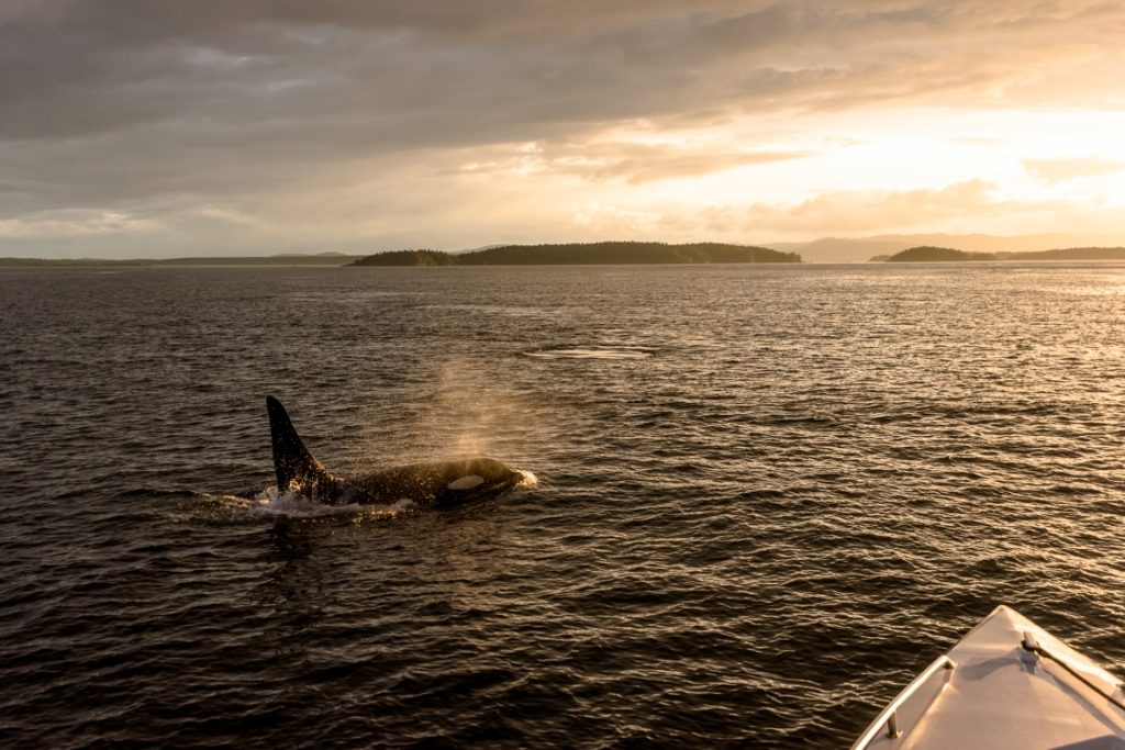 An orca near Victoria on Vancouver Island.