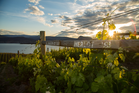 Award-winning winery Lake Breeze Vineyards in Naramata.