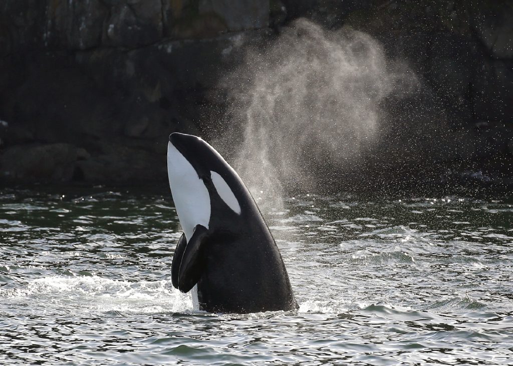 Orca near Vancouver Island
