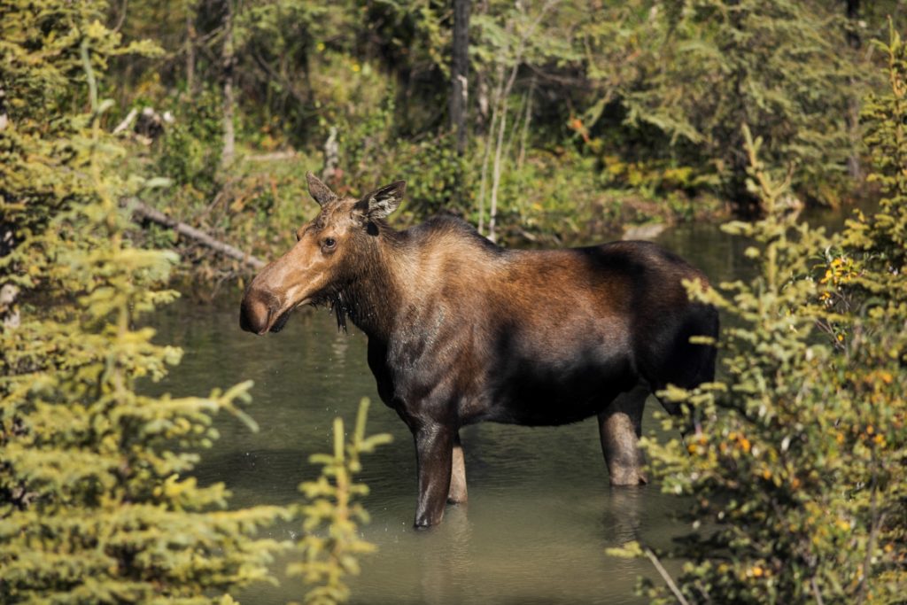 A moose on the Alaska Highway in Stone Mountain Provincial Park.