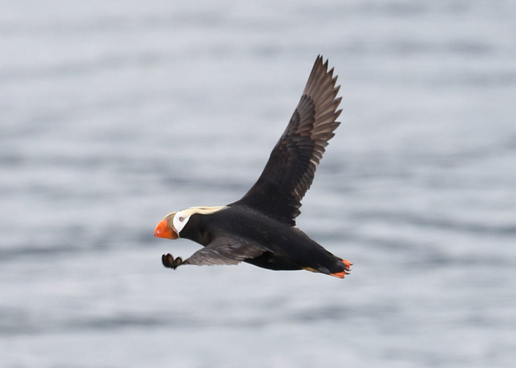 Puffin on Vancouver Island. Photo: Eagle Wing Tours/Valerie Shore