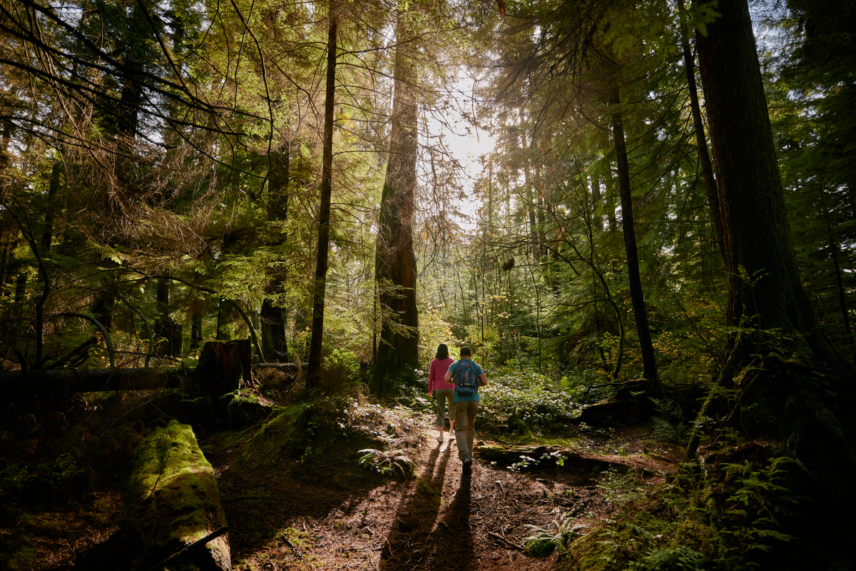 A couple are walking in the forest in Stanley Park in Vancouver. Tall trees surround them as they walk into the forest deeper.