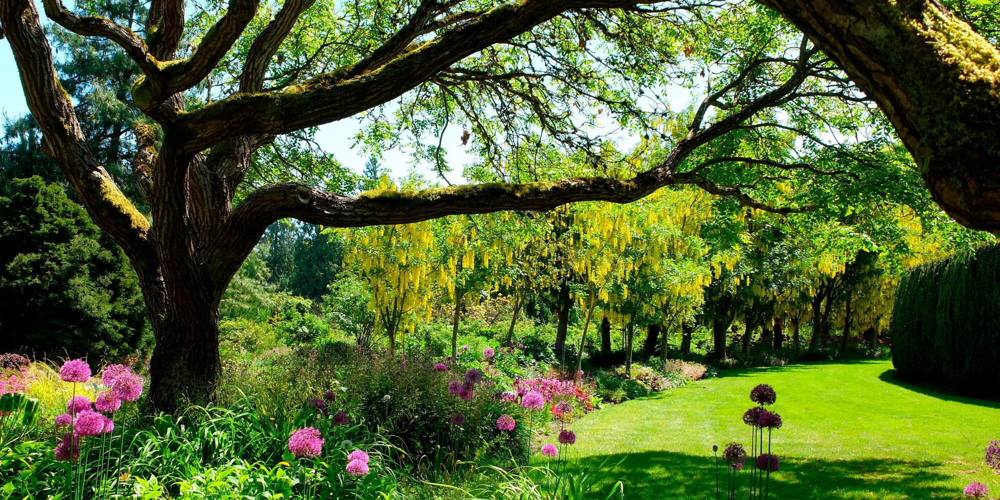 Sunny day looking through tree branches over a bright green lawn surrounded by colourful flowers