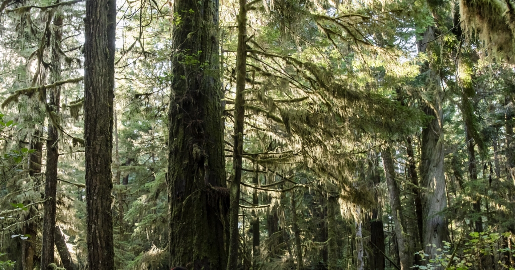 5 Facts About BC's Unique Temperate Rainforest | Super, Natural BC