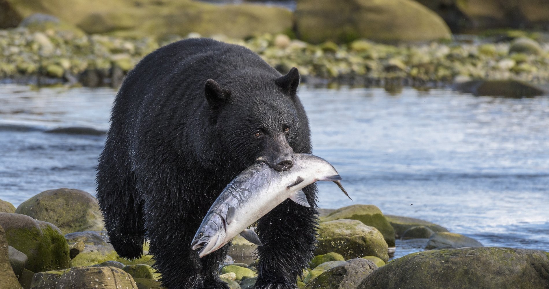 Black bear walks across the rocks beside a body of water with a big silver fish in its mouth