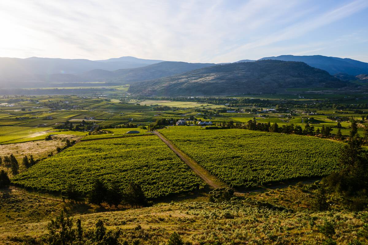 Aerial photo of vineyards in Oliver BC. Greenery in the foreground and mountains in the background under blue skies. 