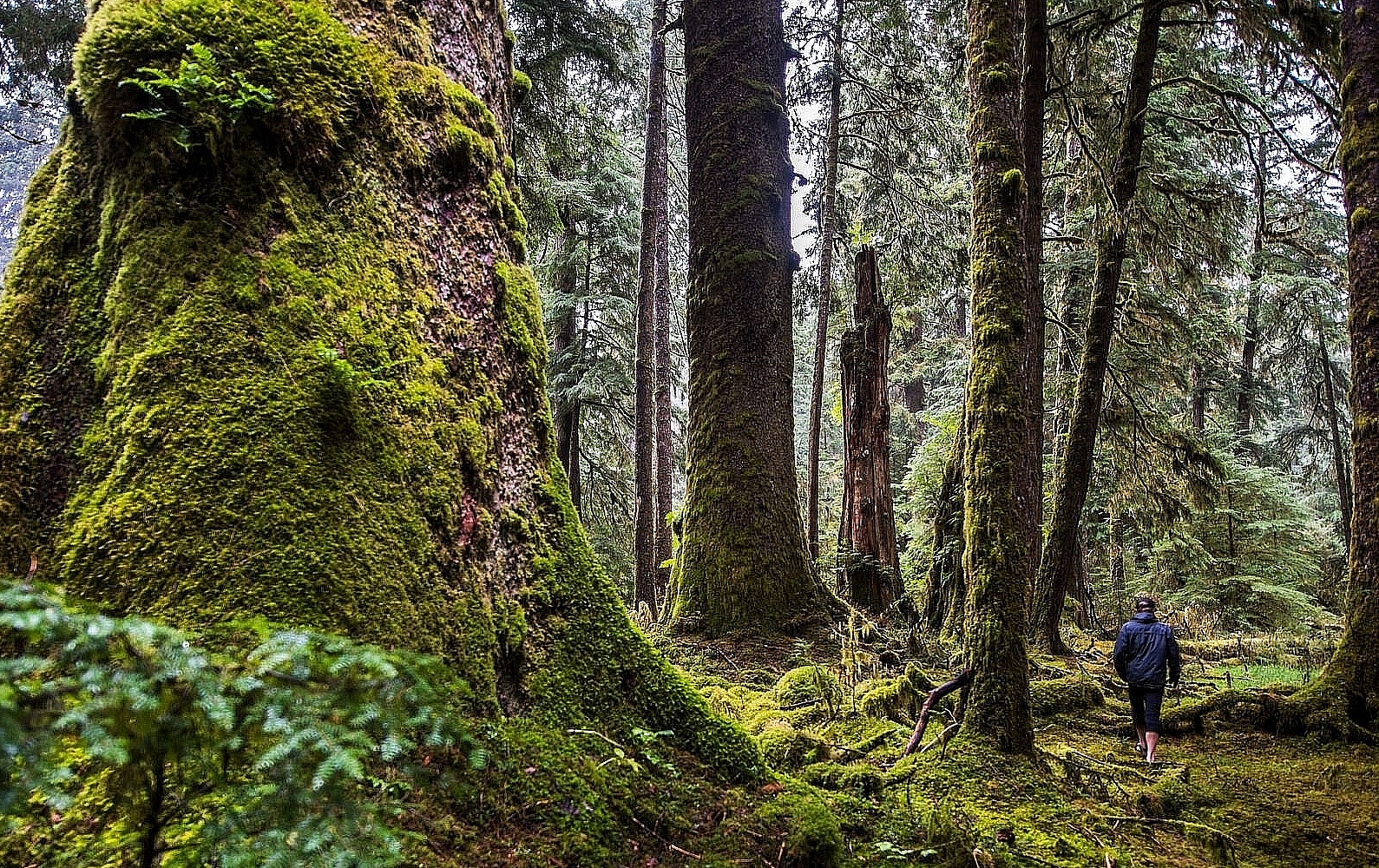 A person walks through thick, lush rainforest surrounded by moss-covered trees