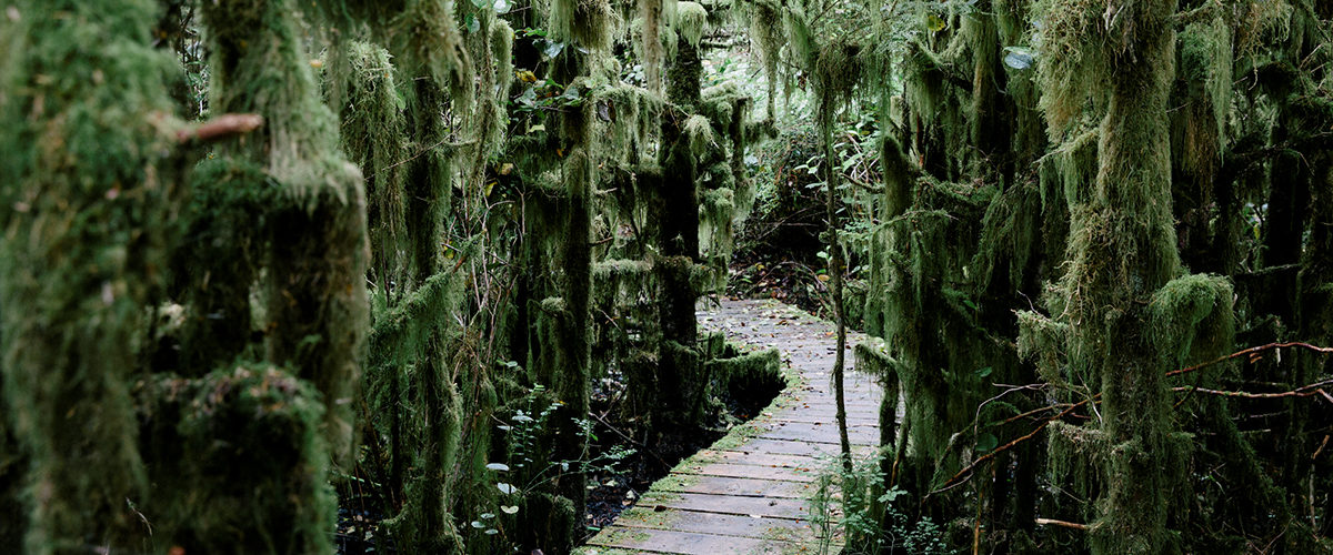 A wooden boardwalk through dense vegetation