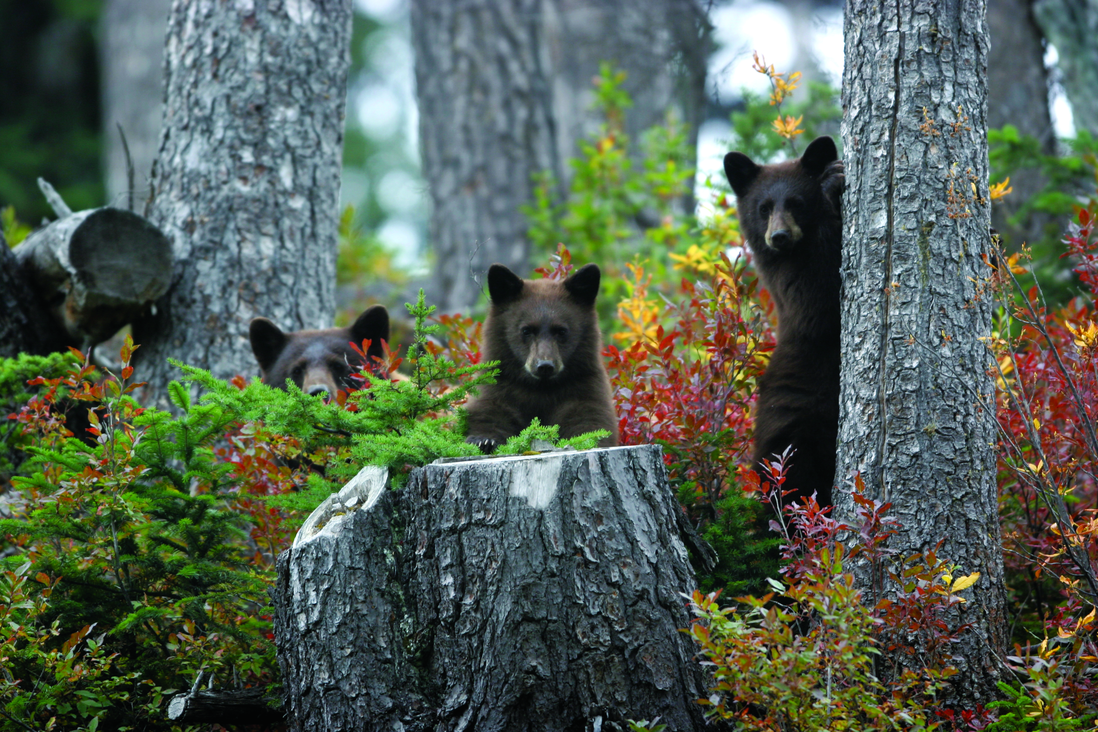 Bear family on the north slope of Whistler Mountain