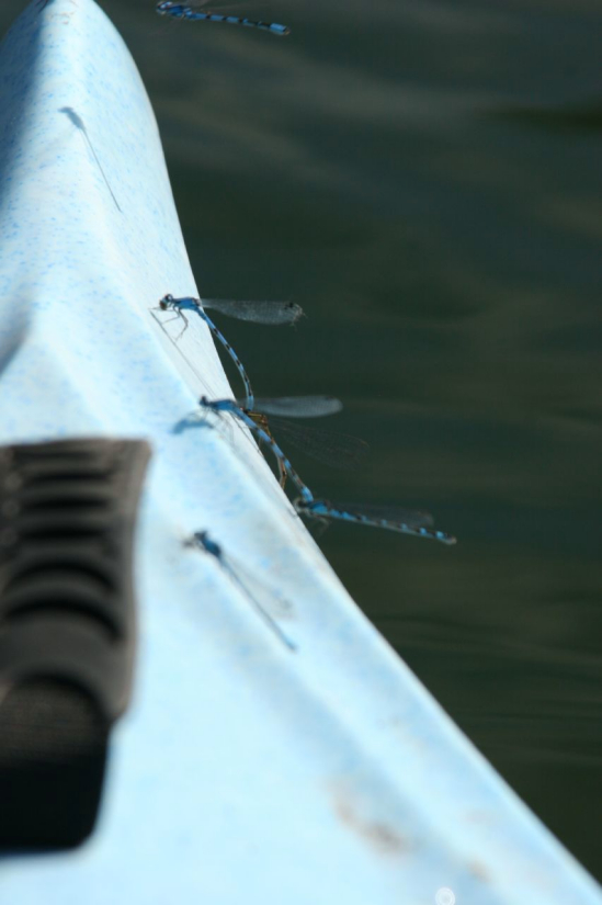 Dragonflies landing on the kayak at Eena Lake.