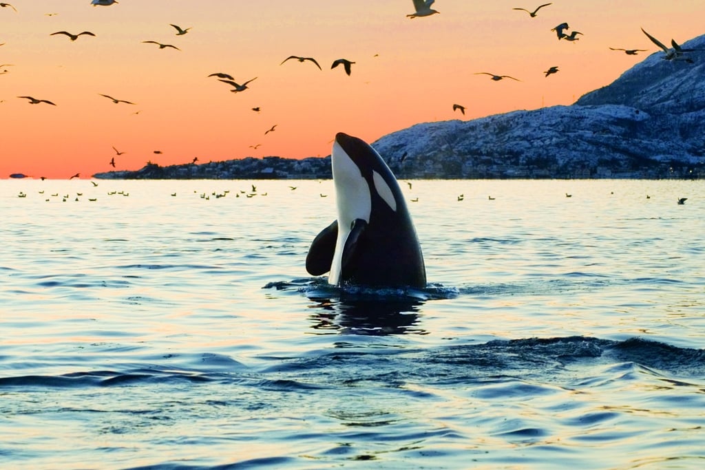 An orca whale breaching off Vancouver Island