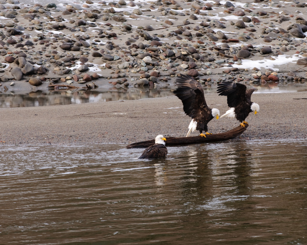 Two eagles are perched on a piece of driftwood on the beach while one eagle cools off in the river.