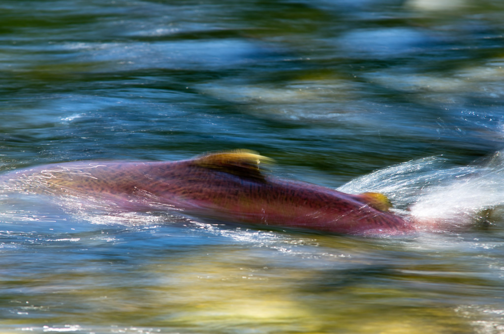 A Chinook salmon making its way upstream. 