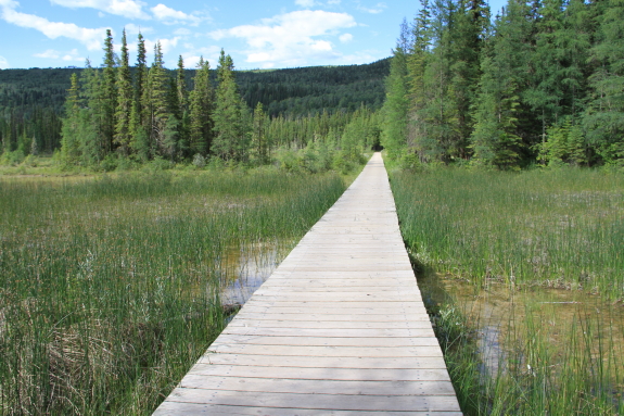 A wooden boardwalk stretched over a lush marsh area.