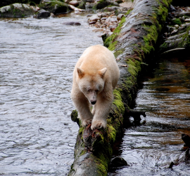A Spirit bear walks along a fallen, moss-covered log to traverse a river.