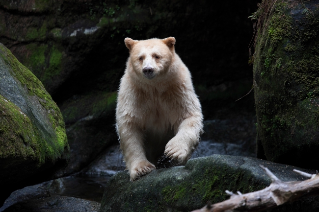 How to Visit the Great Bear Rainforest in BC: Where to Go and What to Do