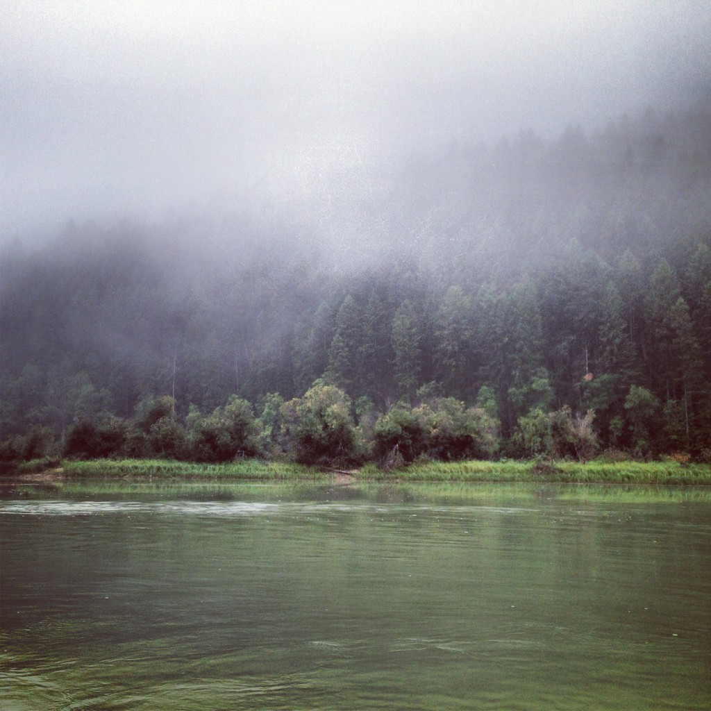 Fog rolls across a dense seaside forest.