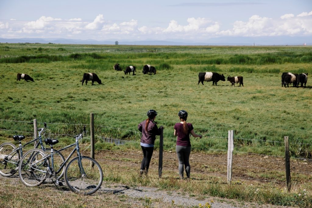 Two cyclists pause to look at cattle grazing.