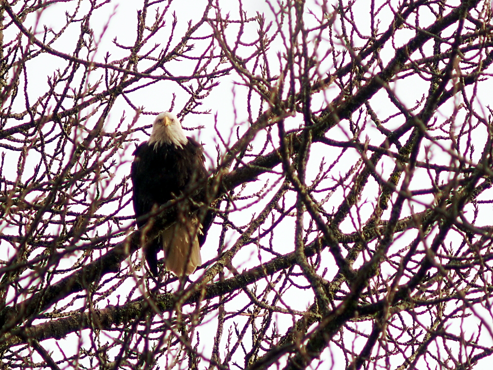 An eagle perched in a leafless tree.