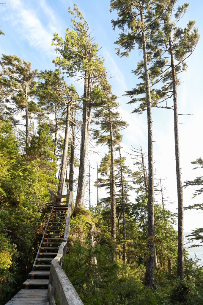 Wooden stairs climb up a densely forested mountain.