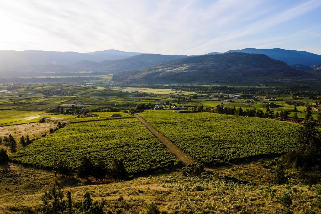 A rolling landscape and a lush vineyard under a clear blue sky.