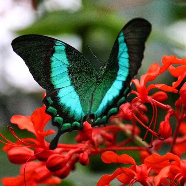 A black, blue, and green butterfly perched on a cluster of red flowers.