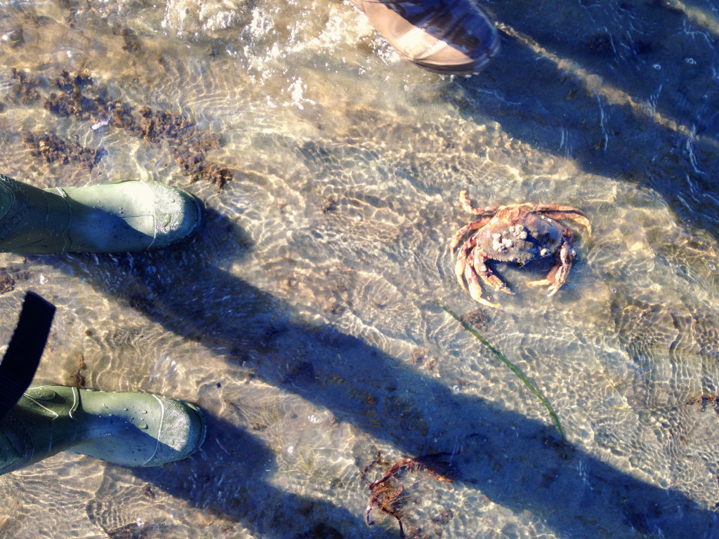 Crab shells at low tide.