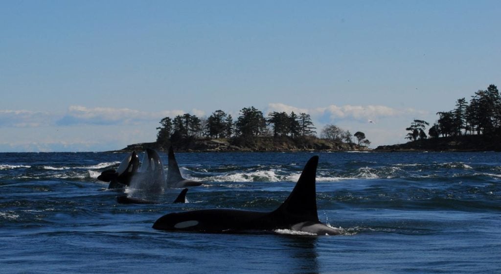 A pod or playful orca whales.