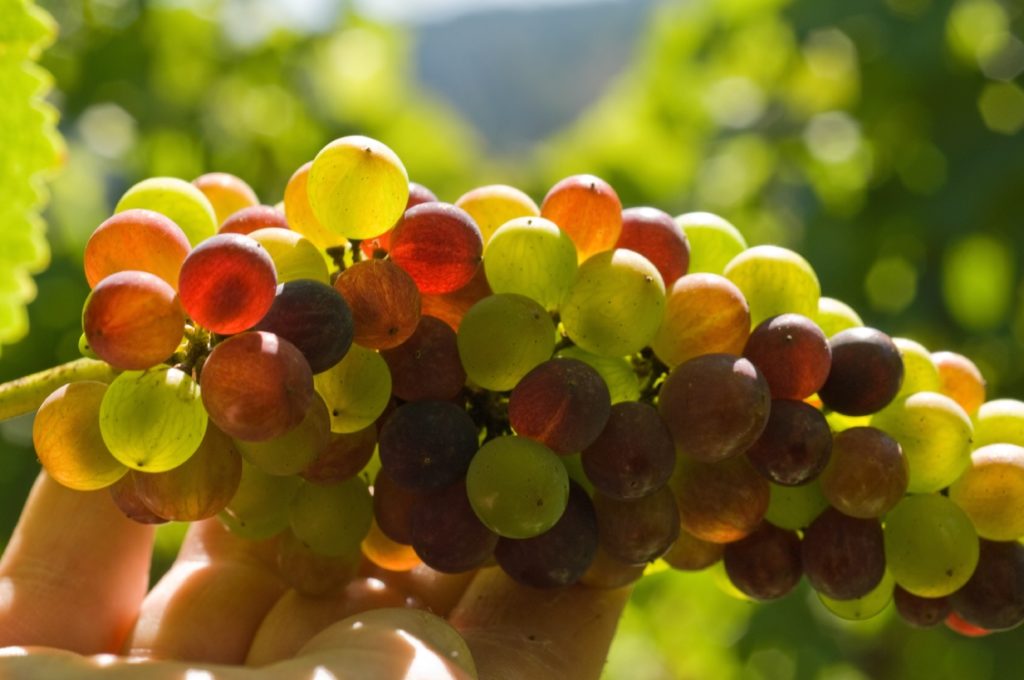 A hand holds up a vine full of ripe grapes.